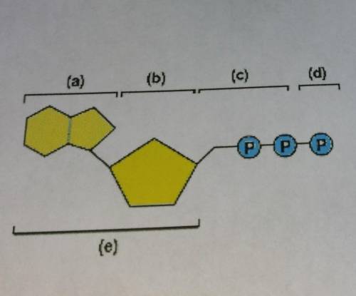 Add the labels to this diagram of the compound ​