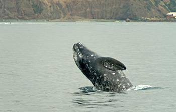 Gray whales travel every year from the Arctic Ocean to have their offspring in the warmer waters of