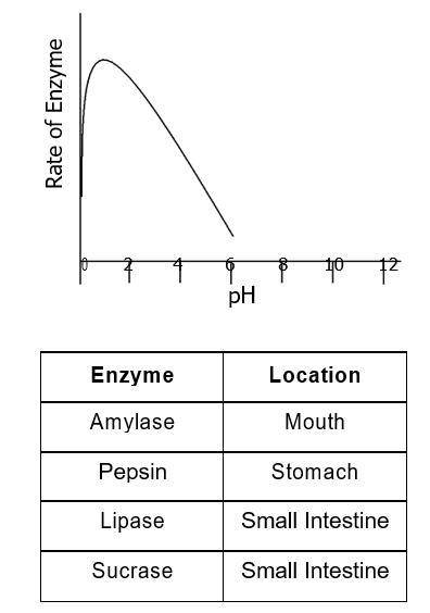 The enzyme represented by the graph is most likely...

amylase
pepsin
trypsin
lipase