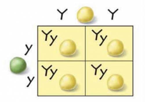 The punnett square below shows a cross between a pea plant with yellow seeds and a pea plant with g