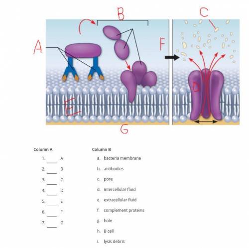 Match with best option according to the diagram and complement proteins