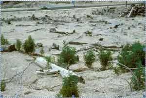 4. This photograph was taken in 2004, 24 years after Mount Saint Helens erupted. Compare and contra