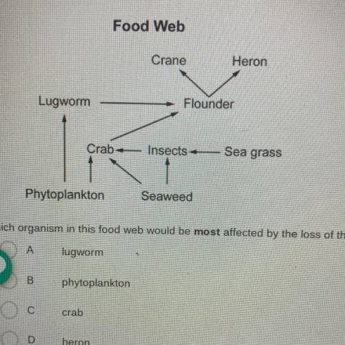 Which organism in this food web would be most affected by the loss of the flounder population?