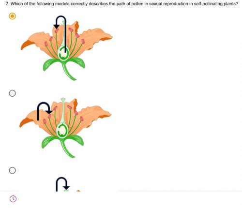 Which of the following models correctly describes the path of pollen in sexual reproduction in self