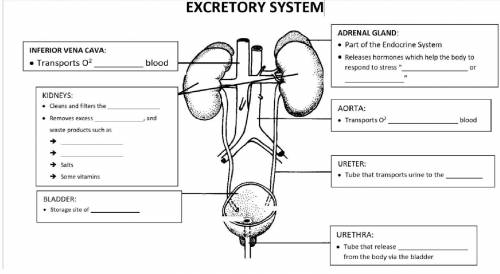 Excretory system label, please help will BRAINLIST first correct answer (if you scam with link I wi