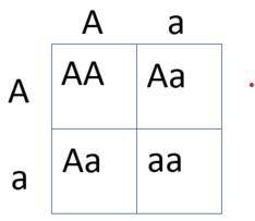 Please help:(

Punnett squares
need help with these three, if anybody can help id really appreciate