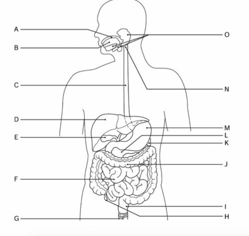 Can someone help me label the digestive system? From A-O 
I'll give if you do
