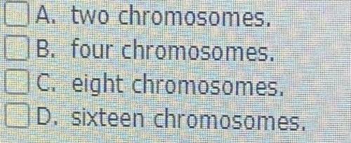 During normal cell division, a parent cell having four chromosomes in G1 will produce two daughter
