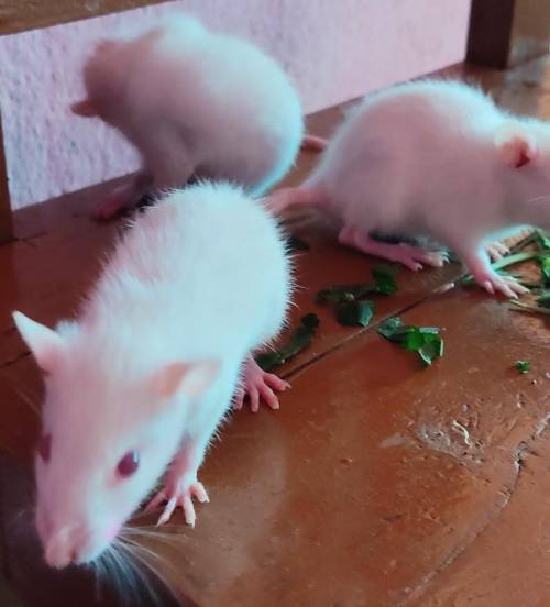 My white rats y'all want it I found them on my storeroom From now they are my pets​