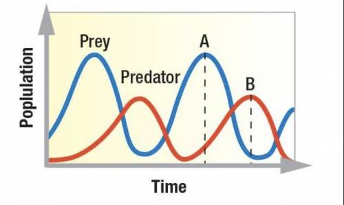At which point (A or B) on this graph would you expect competition within the predator population t