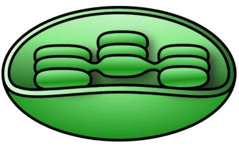 Label this plant cell organelle.