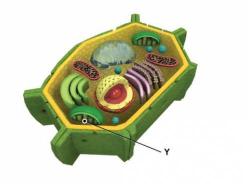 The picture shows a model of a cell.

What is the main function of the part labeled Y in the model