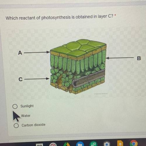 Which reactant of photosynthesis is obtained in layer C?