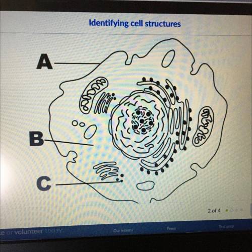 Which structure is represented by letter C?

Choose 1 answers
A. Cell wall
B. Cell membrane
C. Rib