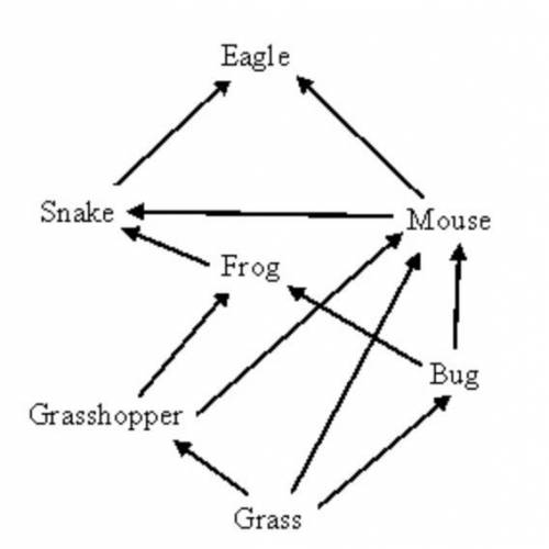 In the food web below, which organism would have a larger population?