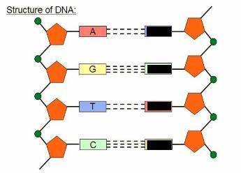 The model shows a portion of a DNA strand. Which base pair sequence below best corresponds with the