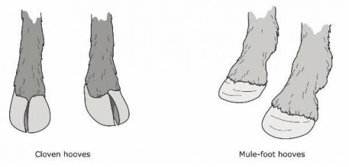 In Angus cattle the allele for cloven hooves (H) is dominant over the allele for mule-foot- hooves
