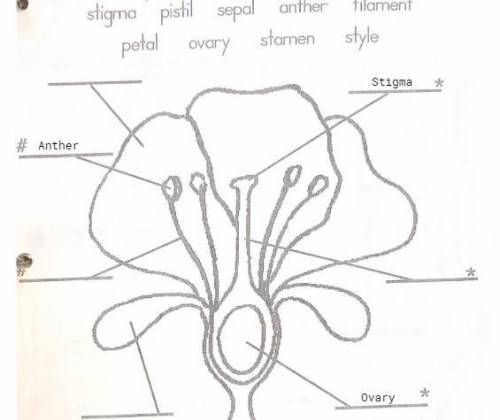 Parts of a Flower
Will mark Brainliest