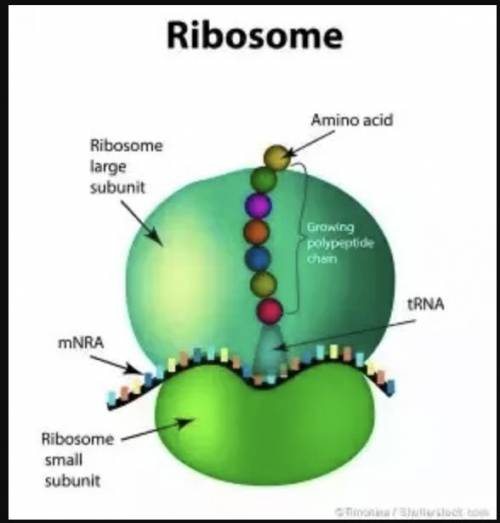 Which structure is represents a ribosome