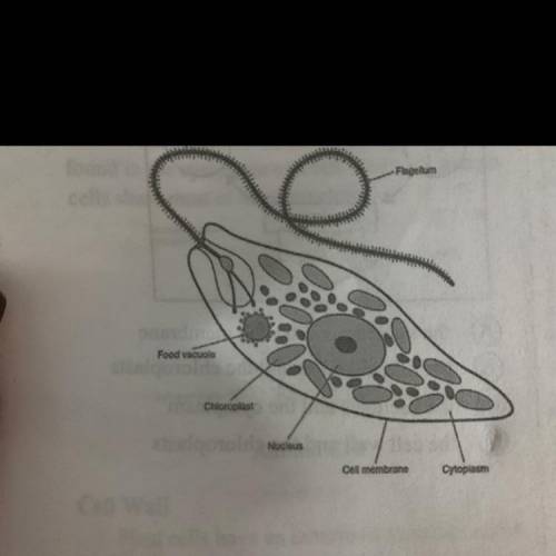 Look at the diagram of a euglena cell. Early scientists were not sure how to classify this organism