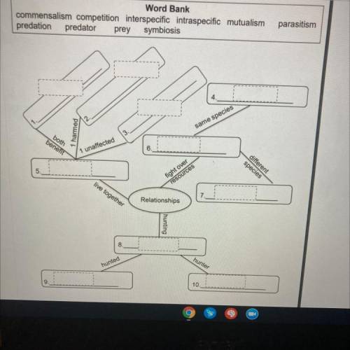 Directions : using all of the following terms in the word bank, complete the graphic organizer.

A