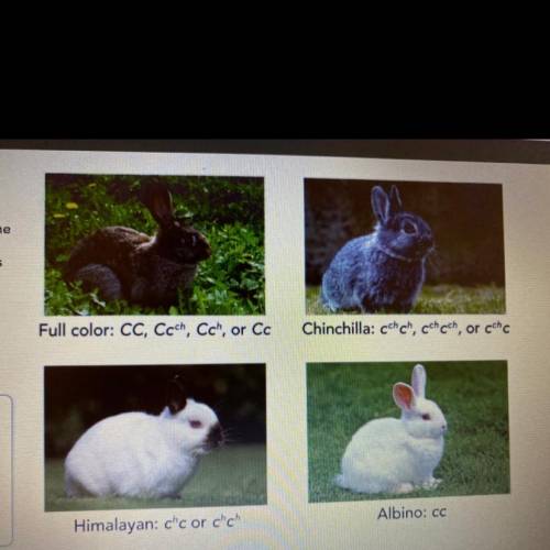 In rabbits, coat color is

determined by one gene
with at least 4 different
alleles. The table sho