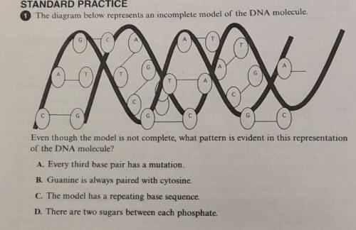 The diagram below represents an incomplete model of the DNA molecule.​