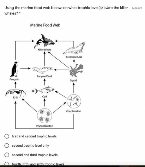 Using the marine food web below, on what trophic level(s) is/are the killer whales?