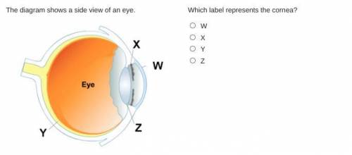The diagram shows a side view of an eye.

Which label represents the cornea?
W
X
Y
Z