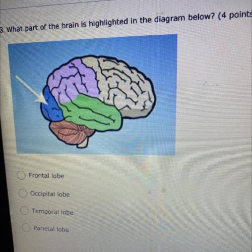 3. What part of the brain is highlighted in the diagram below? (4 points)

Frontal lobe
Occipital
