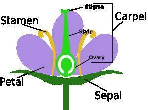 What is ovary in plants?