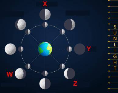 The diagram below shows the Earth, Sun, and Moon system.

different phases of the Moon shown aroun