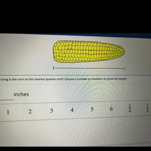 Use the ruler tool to measure the corn to the nearest quarter inch,

How long is the corn to the n