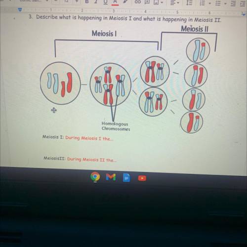 Describe whats happening in meiosis I and whats happening in meiosis II