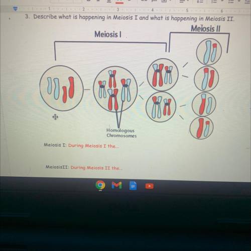 What is happening in meiosis I and what is happening in meiosis II