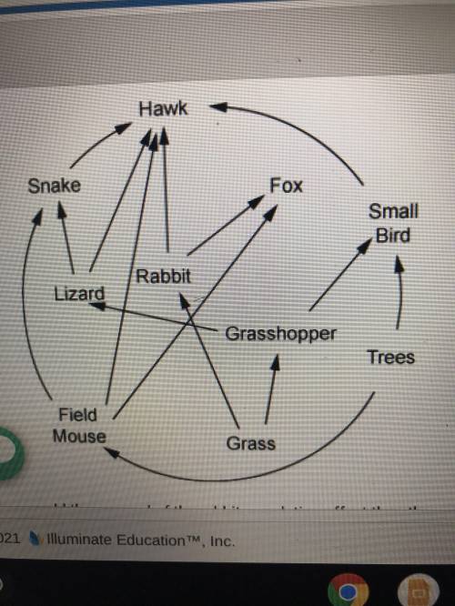 [15 POINTS!!]

The diagram below shows a food web.
How would the removal of the rabbit population