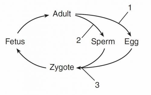 The diagram below represents some stages in the life cycle of humans. The numbers in the diagram re