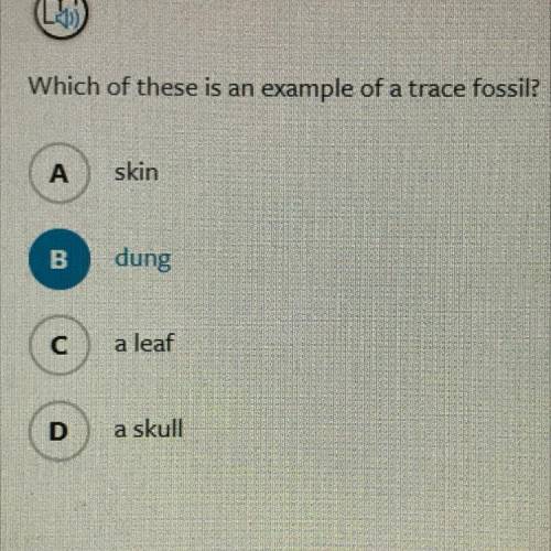 Which of these is an example of a trace fossil?

A
skin
B
dung
С
a leaf
D
a skull