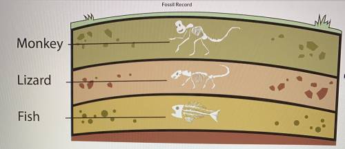 Make a claim about which fossil in the diagram is the oldest. Use evidence and scientific reasoning