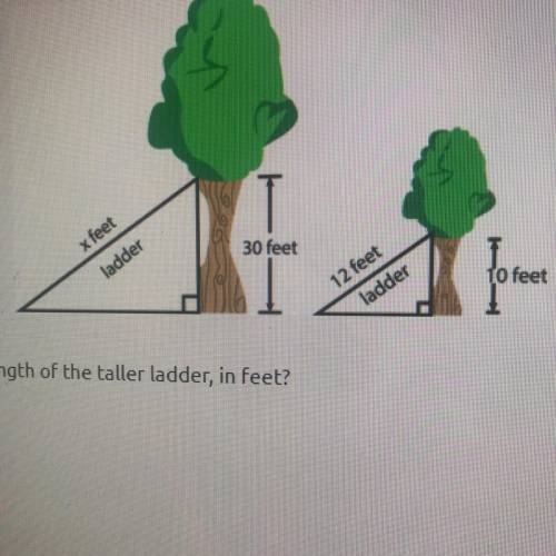 Plz help

Two ladders are leaning against two trees at the same angle as shown in the picture belo