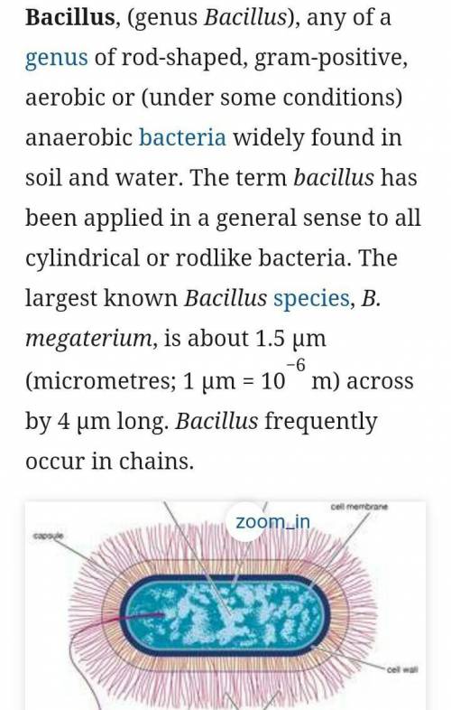 What common bacteria has bacillus and coccus?