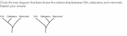 Circle the tree diagram that best shows the relationship between fish, cetaceans, and mammals. Expl