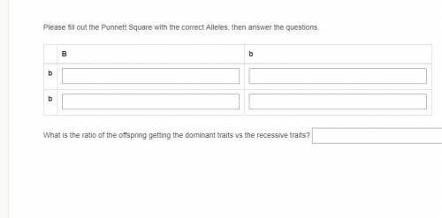 Please fill out the Punnett Square with the correct Alleles, then answer the questions.