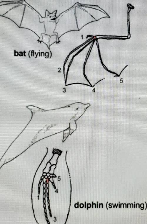 The image depicts the anatomical structure of the forelimb of a dolphin and a bat, both mammals. Wh