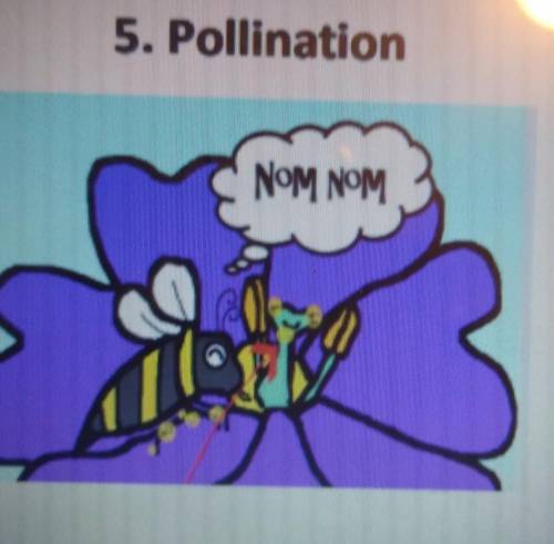 For 5, 6 & 7 describe pollination and fertilization using the pictures of pollination, pollen t