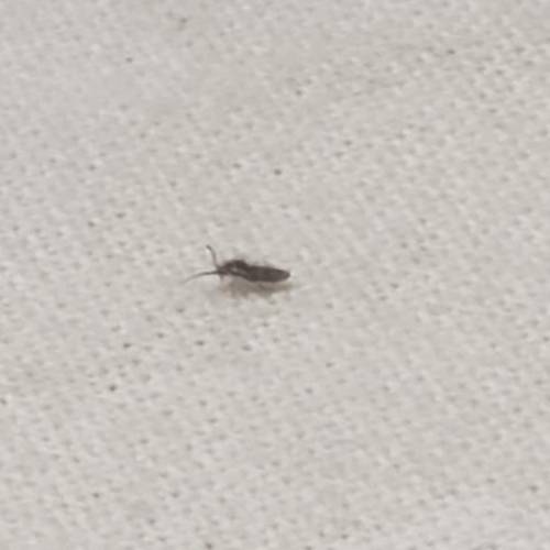 What is this insect? 20 points to anyone who can answer! (Will give brainliest to the person who en