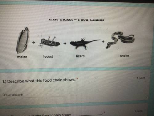 Describe what this food chain shows