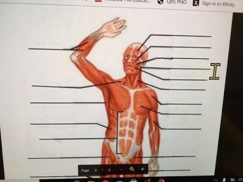 can someone identify these part of the human body, i know theres a lot but u dont have to do all th