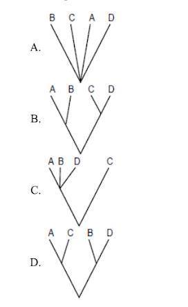 Which diagram below indicates that species D is more closely related to C than it is to either A or