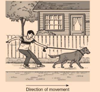 In the picture, a boy is trying to pull a dog on a leash, but the dog and the boy are moving in the